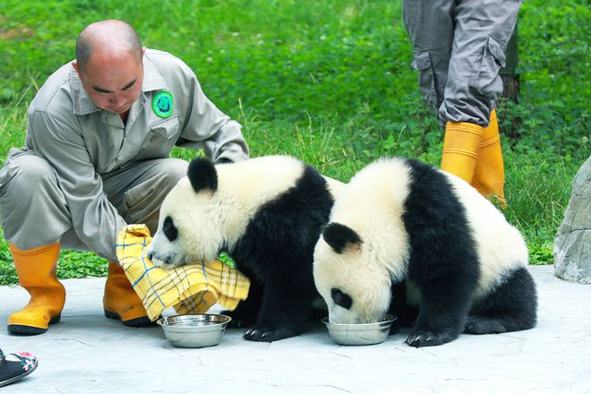 j9九游清明五一「熊猫亲子营」三星堆+建川博物馆熊猫基地VIP义工体验(图5)